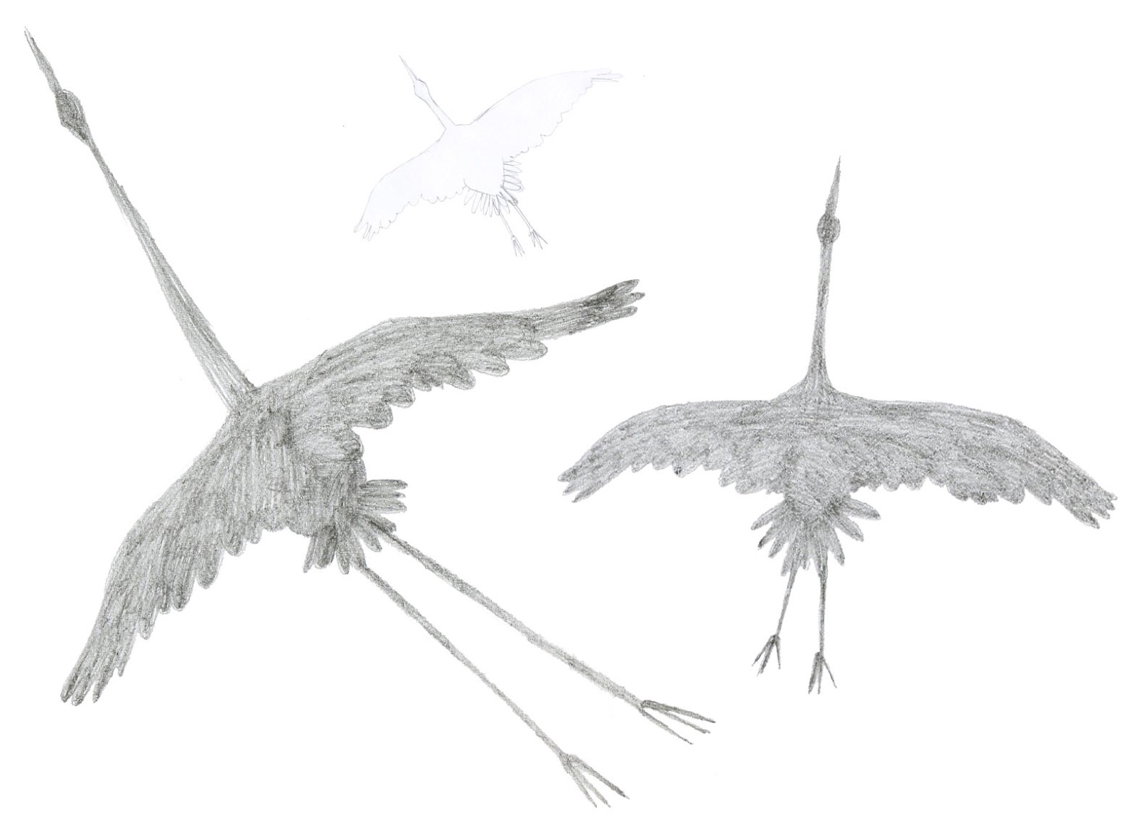 Kronika Oldřicha S.